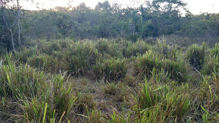 Fazenda 39 alq (192 ha) na beira do Lago de Minaçu/GO 4 aptidões