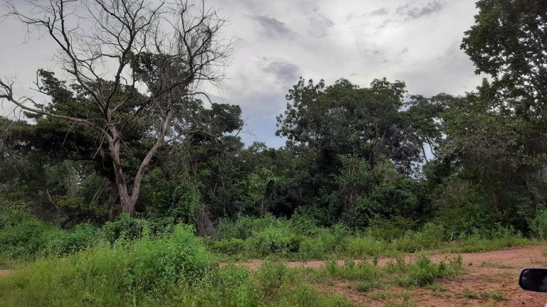 Fazenda 39 alq (192 ha) na beira do Lago de Minaçu/GO 4 aptidões