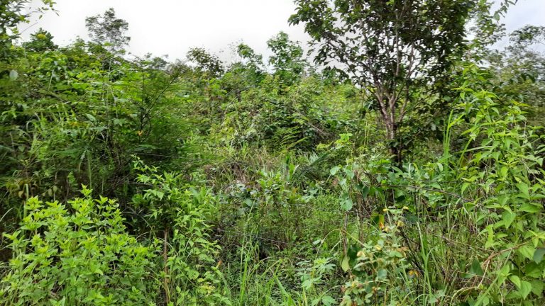 Fazenda 39 alq (192 ha) na beira do Lago de Minaçu/GO 4 aptidões