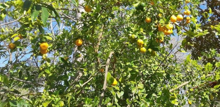 Fazenda de 617 alq. (2.985,27 ha) a 80 Km de Minaçu/GO Fazenda de 617 alq. (2.985,27 ha) a 80 Km de Minaçu/GO