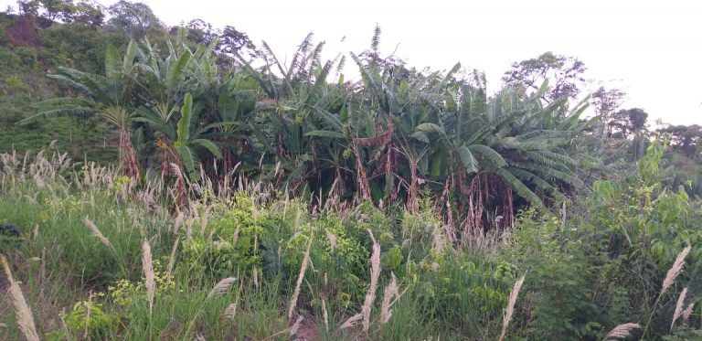 Fazenda de 405 alq. em Paranã/TO – na Divisa c/ Goiás Fazenda de 405 alq. em Paranã/TO – na Divisa c/ Goiás