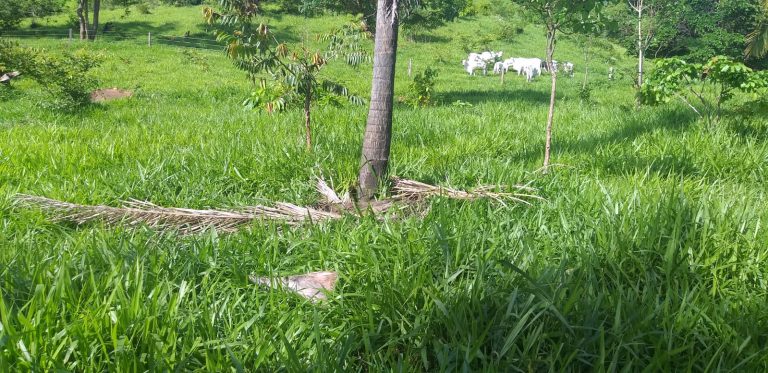Fazenda de 405 alq. em Paranã/TO – na Divisa c/ Goiás Fazenda de 405 alq. em Paranã/TO – na Divisa c/ Goiás