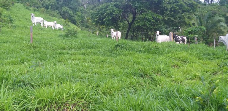 Fazenda de 405 alq. em Paranã/TO – na Divisa c/ Goiás Fazenda de 405 alq. em Paranã/TO – na Divisa c/ Goiás