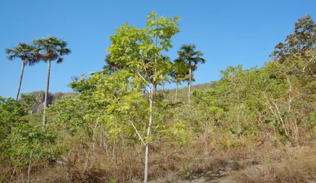 Fazenda de 405 alq. em Paranã/TO – na Divisa c/ Goiás Fazenda de 405 alq. em Paranã/TO – na Divisa c/ Goiás