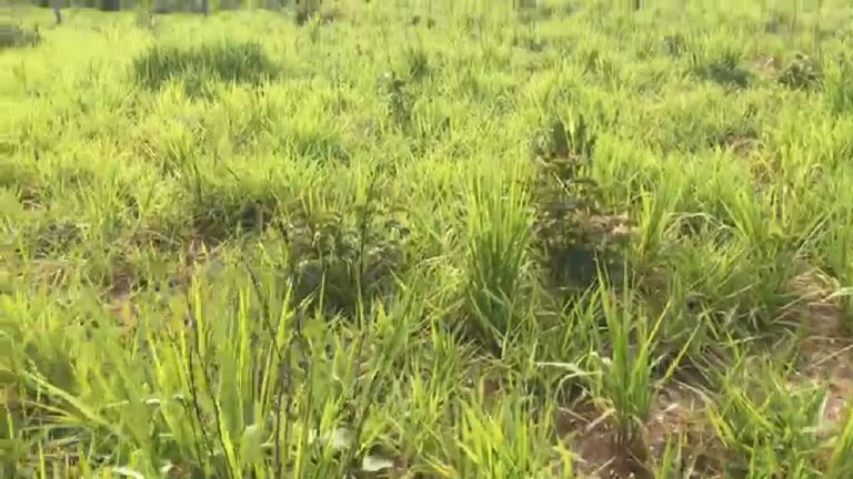 Fazenda 217 ha (45 alq) em Cavalcante divisa c/ Minaçu/GO