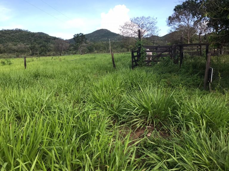 Fazenda 217 ha (45 alq) em Cavalcante divisa c/ Minaçu/GO