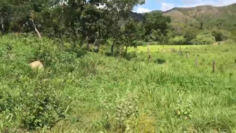 Fazenda 217 ha (45 alq) em Cavalcante divisa c/ Minaçu/GO