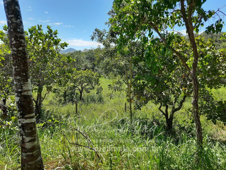 Fazenda 198 ha ou 41 alq Cavalcante/GO divisa c/ Minaçu Fazenda 198 ha ou 41 alq Cavalcante/GO divisa c/ Minaçu