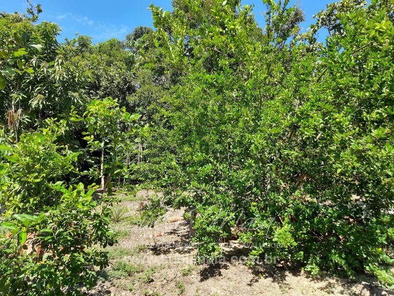 Fazenda 198 ha ou 41 alq Cavalcante/GO divisa c/ Minaçu Fazenda 198 ha ou 41 alq Cavalcante/GO divisa c/ Minaçu