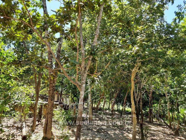 Fazenda 198 ha ou 41 alq Cavalcante/GO divisa c/ Minaçu Fazenda 198 ha ou 41 alq Cavalcante/GO divisa c/ Minaçu