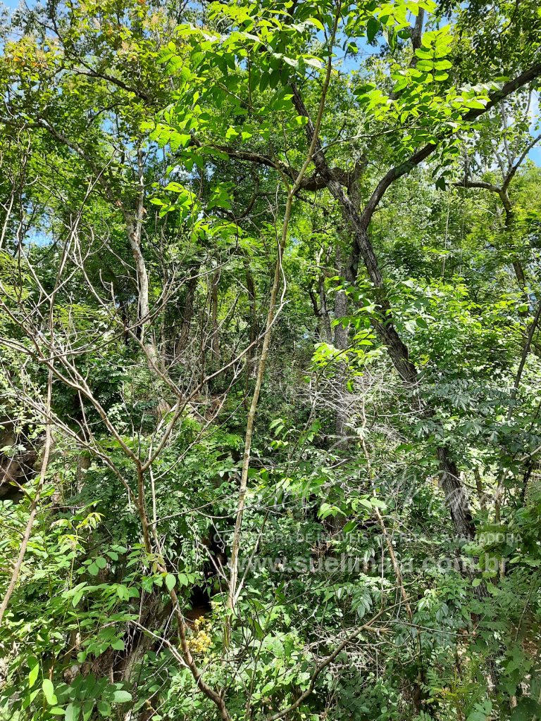 Fazenda 198 ha ou 41 alq Cavalcante/GO divisa c/ Minaçu Fazenda 198 ha ou 41 alq Cavalcante/GO divisa c/ Minaçu