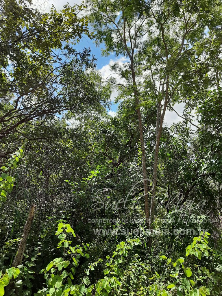 Fazenda 198 ha ou 41 alq Cavalcante/GO divisa c/ Minaçu Fazenda 198 ha ou 41 alq Cavalcante/GO divisa c/ Minaçu