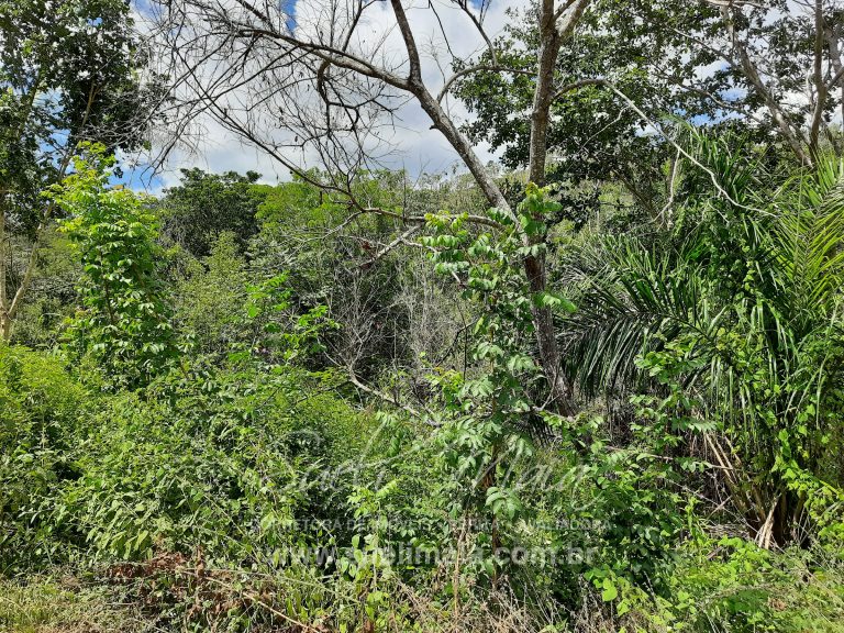 Fazenda 198 ha ou 41 alq Cavalcante/GO divisa c/ Minaçu Fazenda 198 ha ou 41 alq Cavalcante/GO divisa c/ Minaçu