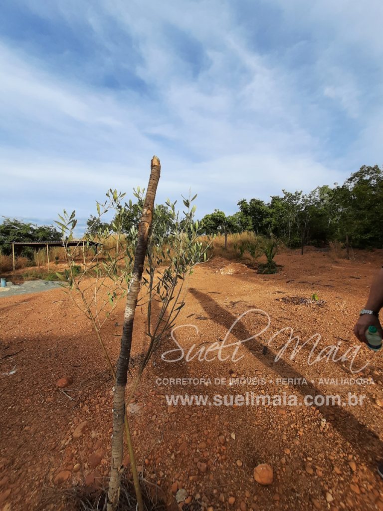CHÁCARA DE 5,54 HA – NA BEIRA DO LAGO – MINAÇU/GO CHÁCARA DE 5,54 HA – NA BEIRA DO LAGO – MINAÇU/GO