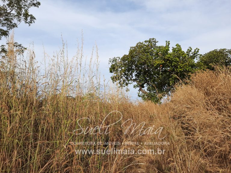 CHÁCARA DE 5,54 HA – NA BEIRA DO LAGO – MINAÇU/GO CHÁCARA DE 5,54 HA – NA BEIRA DO LAGO – MINAÇU/GO
