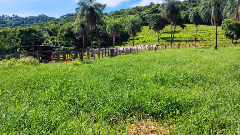 FAZENDA  23 ALQ – 100% TERRA DE CULTURA – MINAÇU/GO