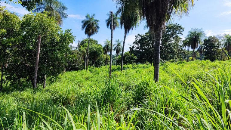 FAZENDA  23 ALQ – 100% TERRA DE CULTURA – MINAÇU/GO