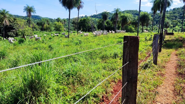 FAZENDA  23 ALQ – 100% TERRA DE CULTURA – MINAÇU/GO