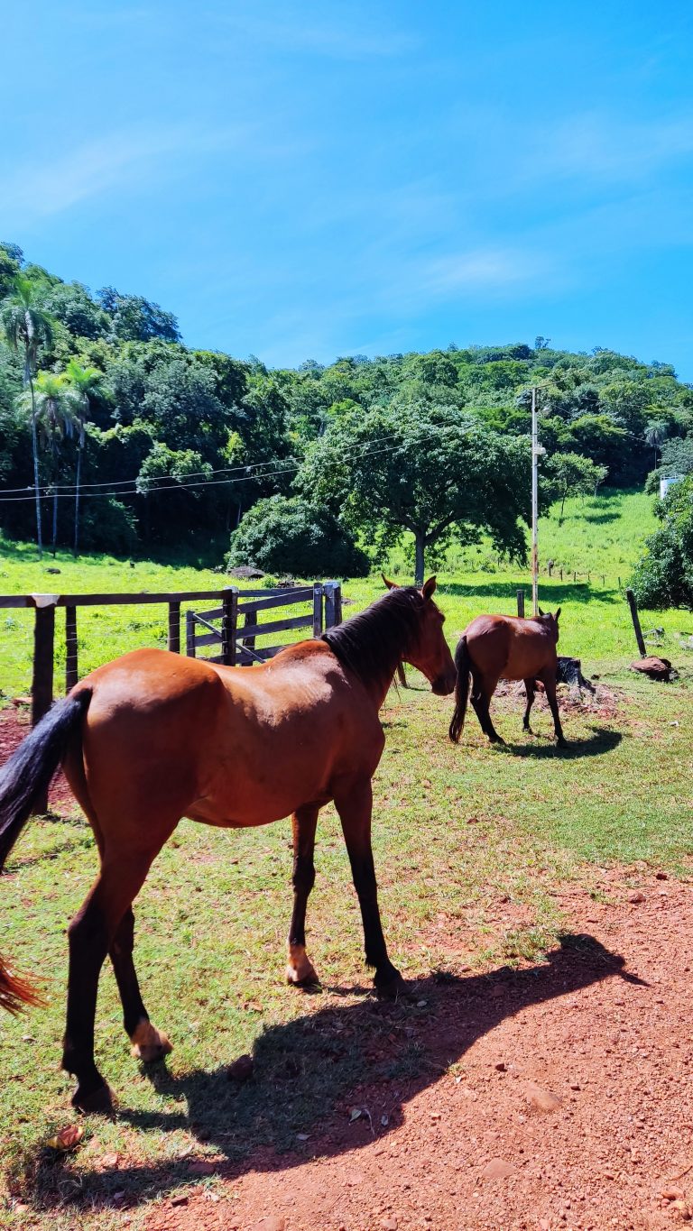 FAZENDA  23 ALQ – 100% TERRA DE CULTURA – MINAÇU/GO