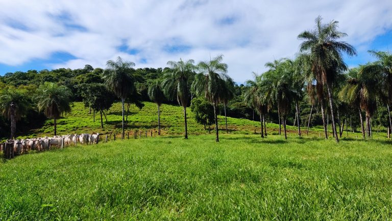 FAZENDA  23 ALQ – 100% TERRA DE CULTURA – MINAÇU/GO