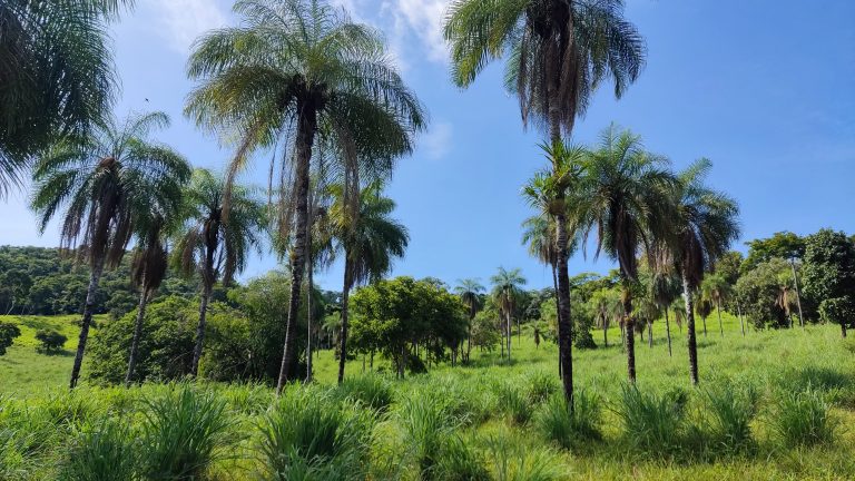 FAZENDA  23 ALQ – 100% TERRA DE CULTURA – MINAÇU/GO