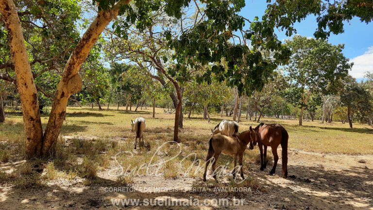 Fazenda 116 alq. tripla aptidão a 42km de Minaçu/GO
