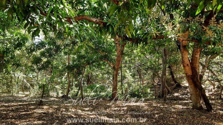 Fazenda 116 alq. tripla aptidão a 42km de Minaçu/GO