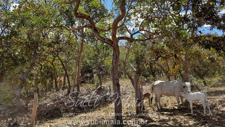 Fazenda 116 alq. tripla aptidão a 42km de Minaçu/GO