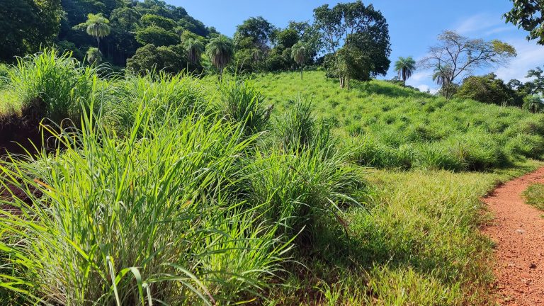 FAZENDA  23 ALQ – 100% TERRA DE CULTURA – MINAÇU/GO