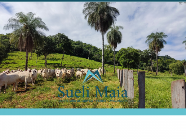 FAZENDA  23 ALQ – 100% TERRA DE CULTURA – MINAÇU/GO
