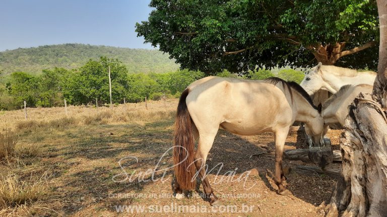 Linda fazenda c/ 118 alq (570 ha) em Minaçu/GO Linda fazenda c/ 118 alq (570 ha) em Minaçu/GO