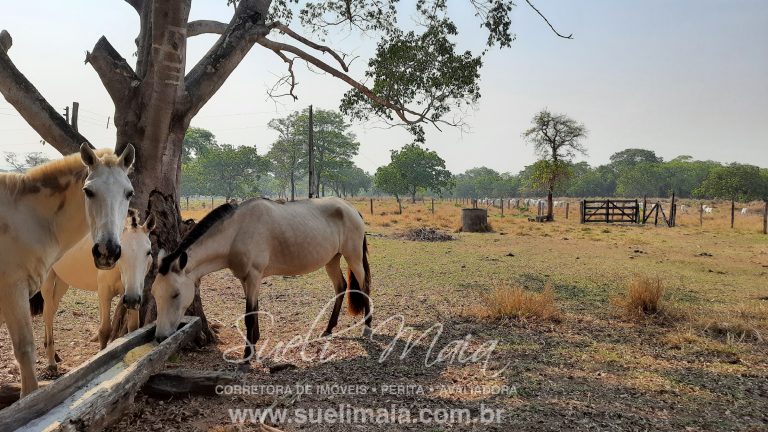 Linda fazenda c/ 118 alq (570 ha) em Minaçu/GO Linda fazenda c/ 118 alq (570 ha) em Minaçu/GO