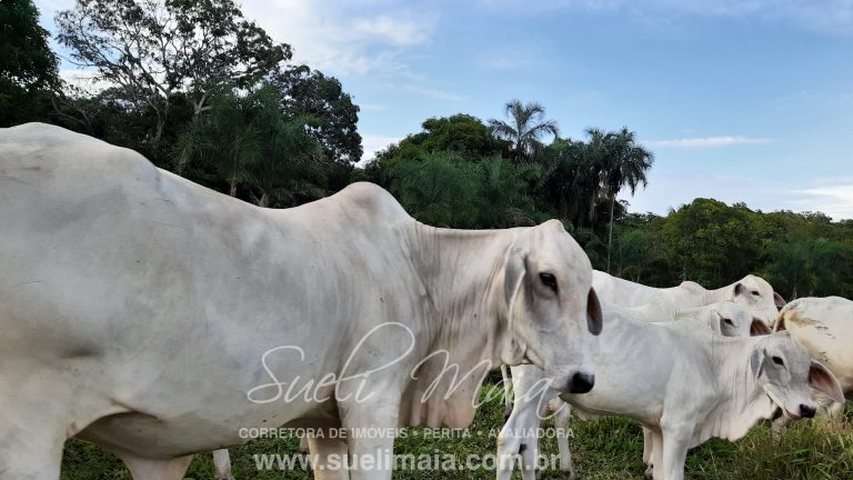 Linda fazenda c/ 118 alq (570 ha) em Minaçu/GO Linda fazenda c/ 118 alq (570 ha) em Minaçu/GO