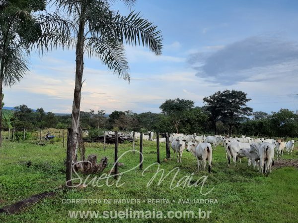 Linda fazenda c/ 118 alq (570 ha) em Minaçu/GO