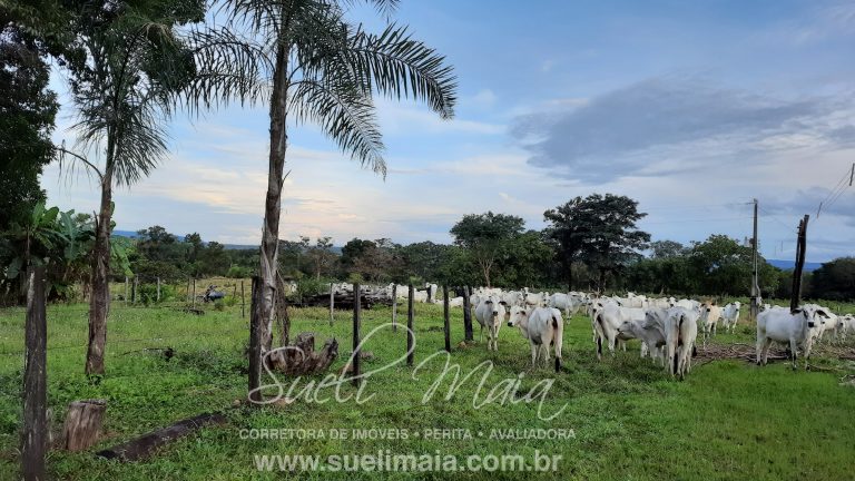Linda fazenda c/ 118 alq (570 ha) em Minaçu/GO Linda fazenda c/ 118 alq (570 ha) em Minaçu/GO