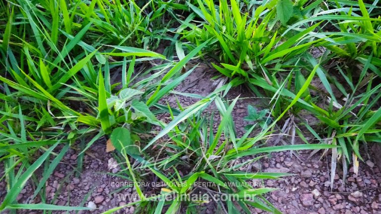 LINDA FAZENDA P/ PECUÁRIA – 96 ALQ (464HA) – MINAÇU/GO