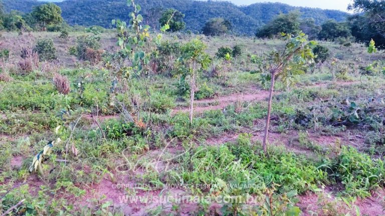 LINDA FAZENDA P/ PECUÁRIA – 96 ALQ (464HA) – MINAÇU/GO