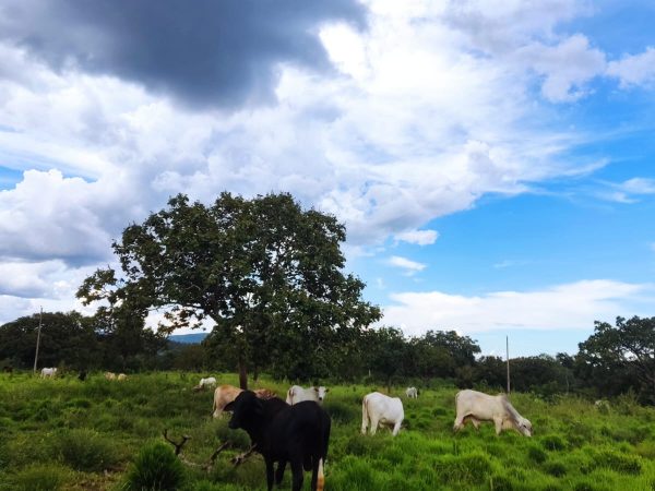 LINDA FAZENDA P/ PECUÁRIA – 96 ALQ (464HA) – MINAÇU/GO