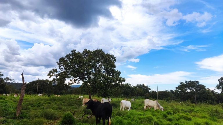 LINDA FAZENDA P/ PECUÁRIA – 96 ALQ (464HA) – MINAÇU/GO