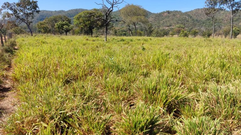 LINDA FAZENDA P/ PECUÁRIA – 96 ALQ (464HA) – MINAÇU/GO