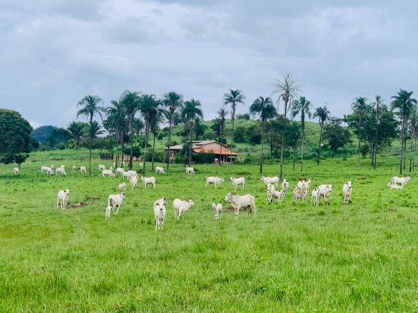 FAZENDA 143 ALQ (692 HA)  – CAMPINAÇU/GO
