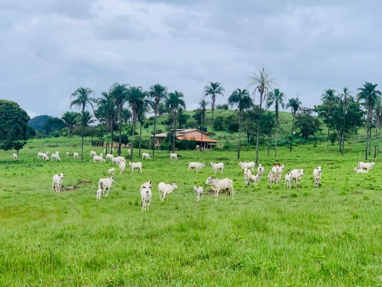 FAZENDA 143 ALQ (692 HA)  – CAMPINAÇU/GO
