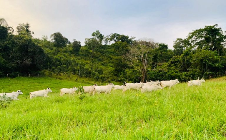 FAZENDA 143 ALQ (692 HA)  – CAMPINAÇU/GO