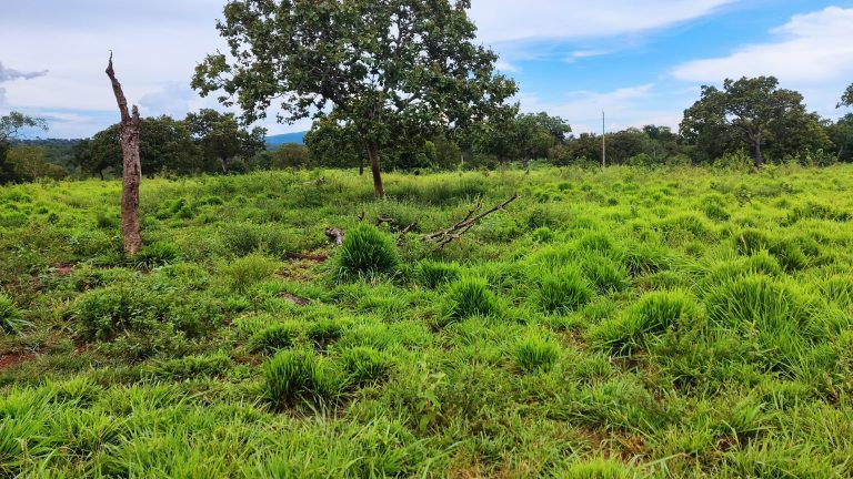 FAZENDA DE 87ha (18 alq.) PERTINHO DA CIDADE – MINAÇU/GO