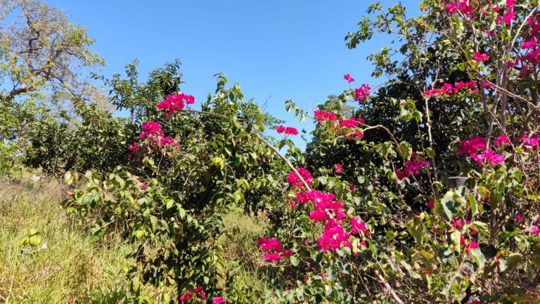 FAZENDA DE 87ha (18 alq.) PERTINHO DA CIDADE – MINAÇU/GO