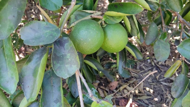 FAZENDA DE 87ha (18 alq.) PERTINHO DA CIDADE – MINAÇU/GO