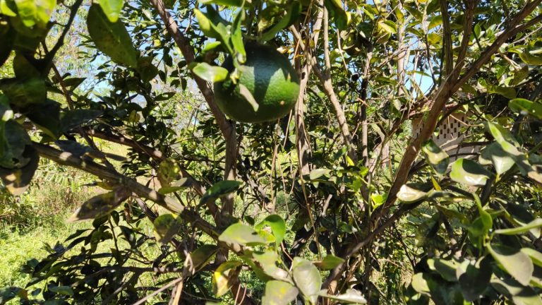FAZENDA DE 87ha (18 alq.) PERTINHO DA CIDADE – MINAÇU/GO
