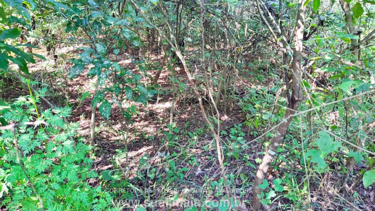 VENDE-SE 2 ALQUEIRES A 100M DA GO 241