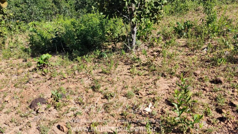 VENDE-SE 2 ALQUEIRES A 100M DA GO 241