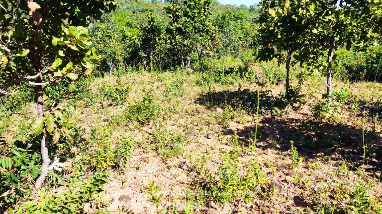 VENDE-SE 2 ALQUEIRES A 100M DA GO 241